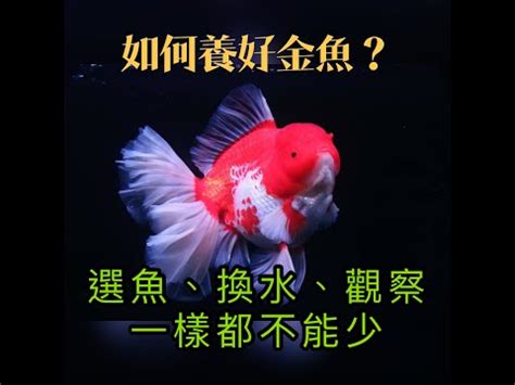 金魚 魚缸|金魚介紹與飼養小秘訣